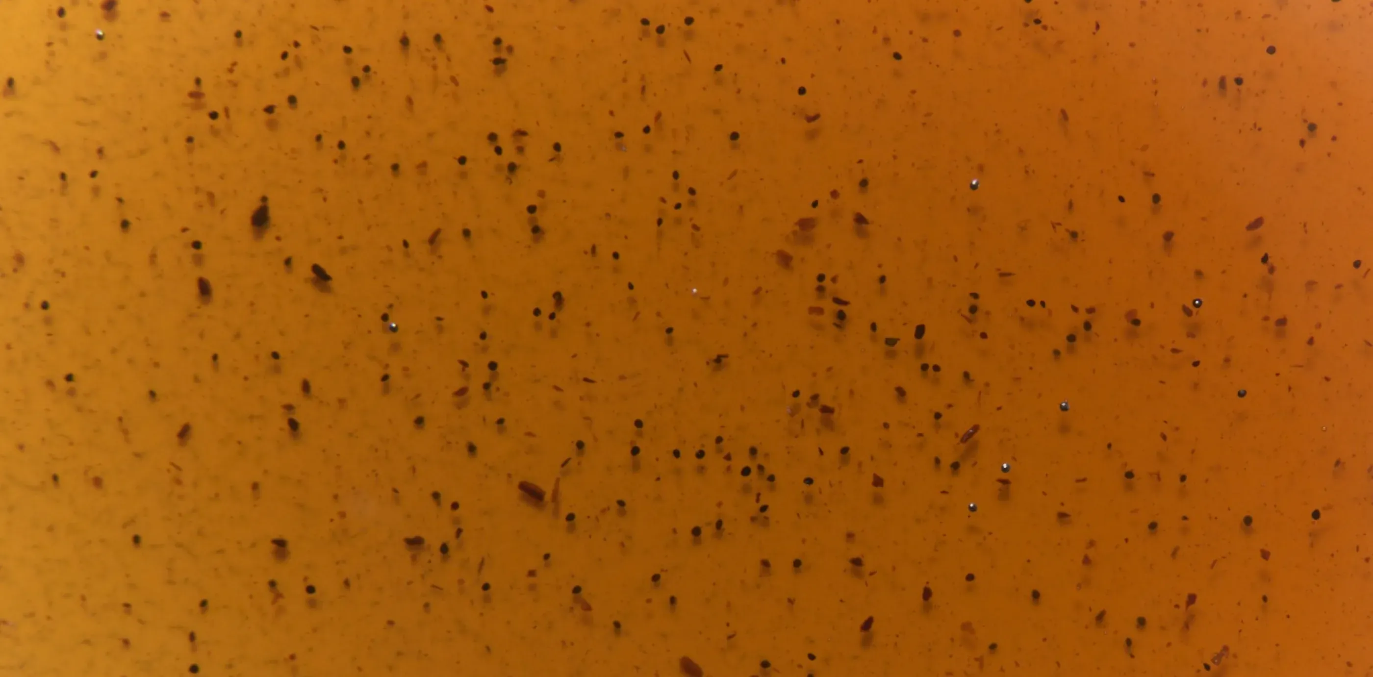 Close-up of golden Sappy syrup